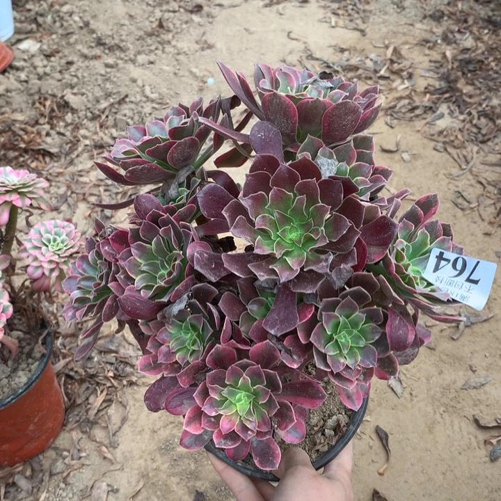 764金丝雀阴阳绣球东