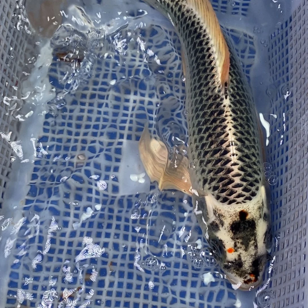 锦鲤冷水锦鲤包邮