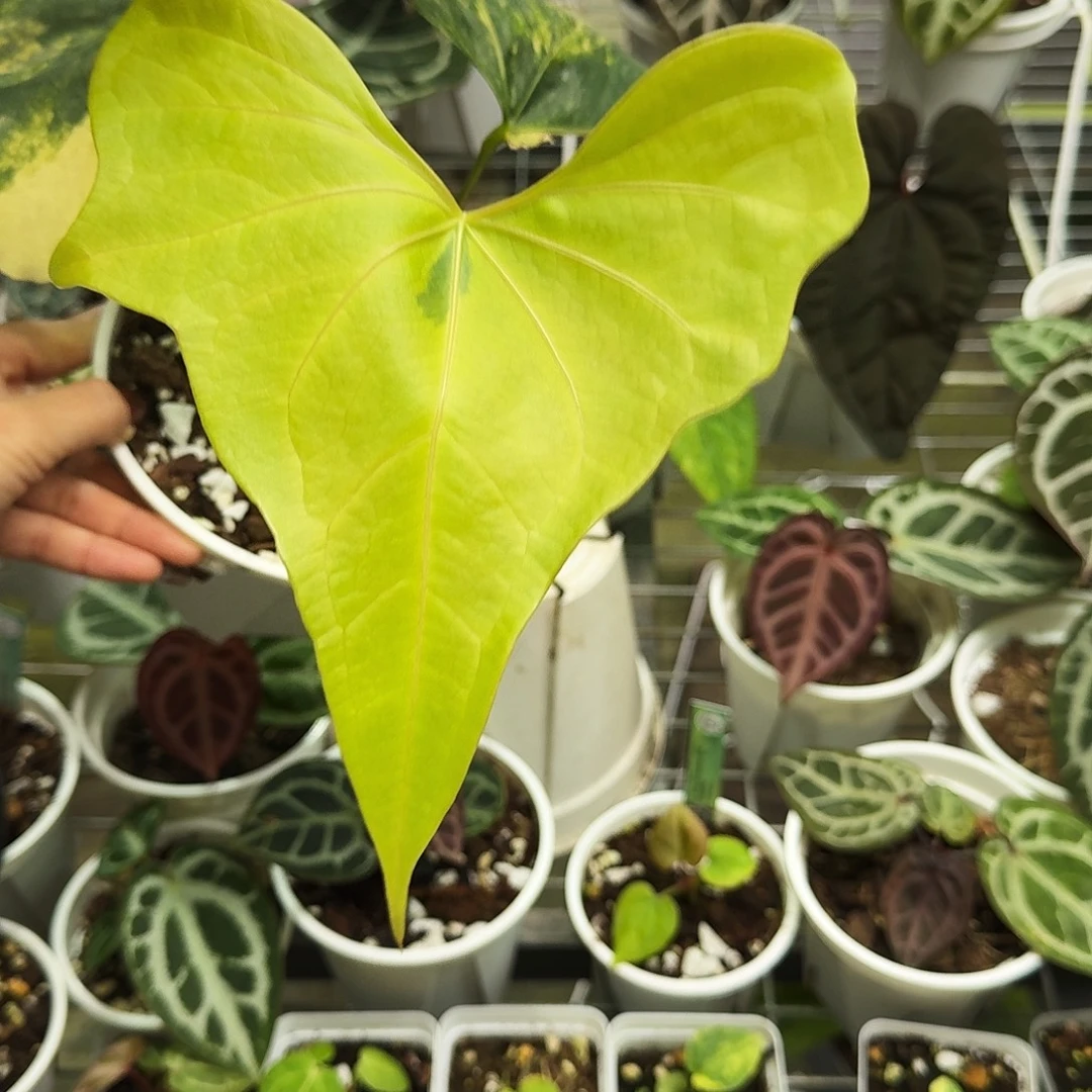 完全开放翼龙锦进口养定