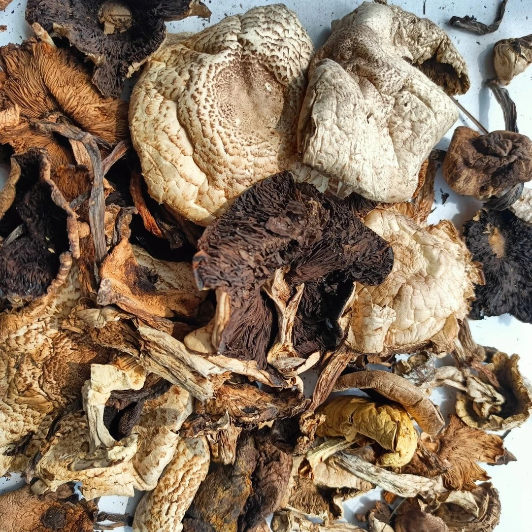 蓟县大山草里黑蘑菇野生草上白打卤炒肉野蘑菇天然