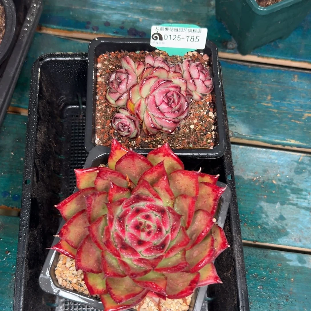 多肉一物一拍编号0125-185