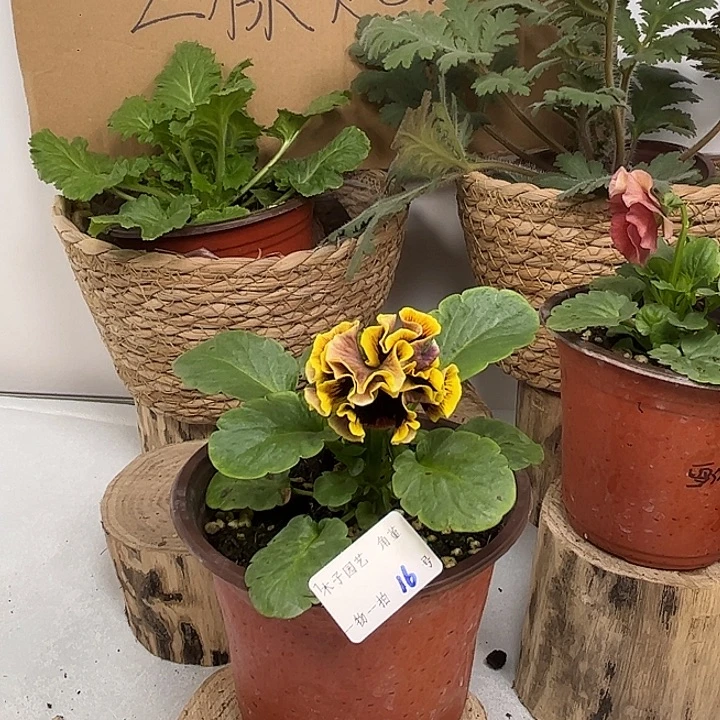 大部分花苞少量开放角堇一物一拍16号