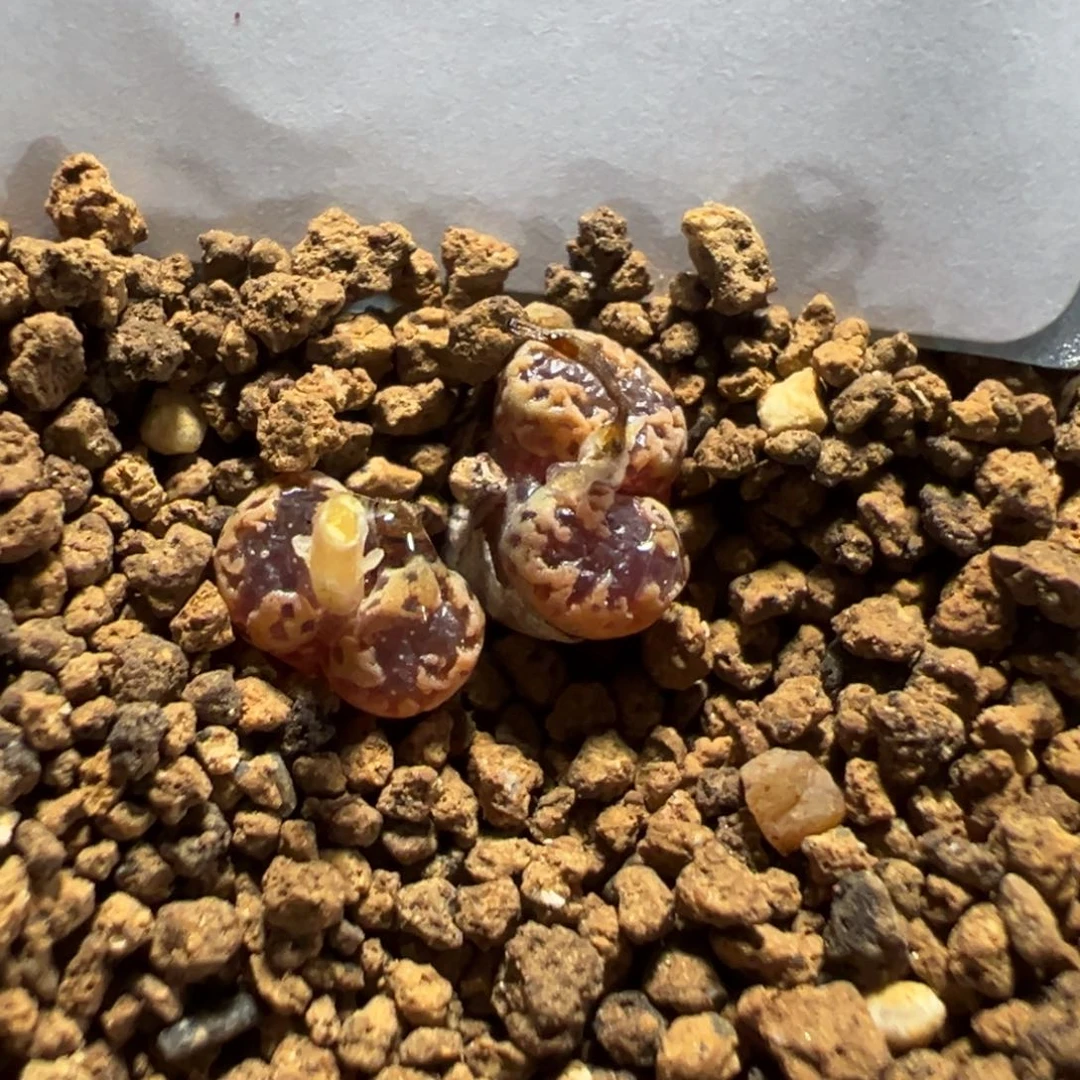 21-244量拍m002勋章一颗