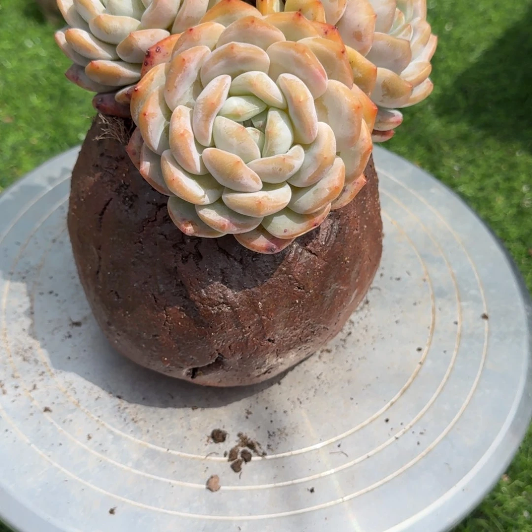 ?盆➕花多肉植物一物一拍