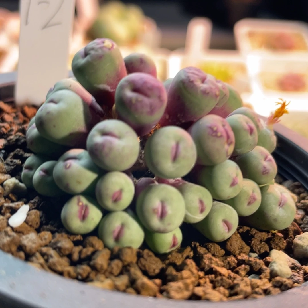 1380b小红嘴嘟嘟嘴植物一物一拍