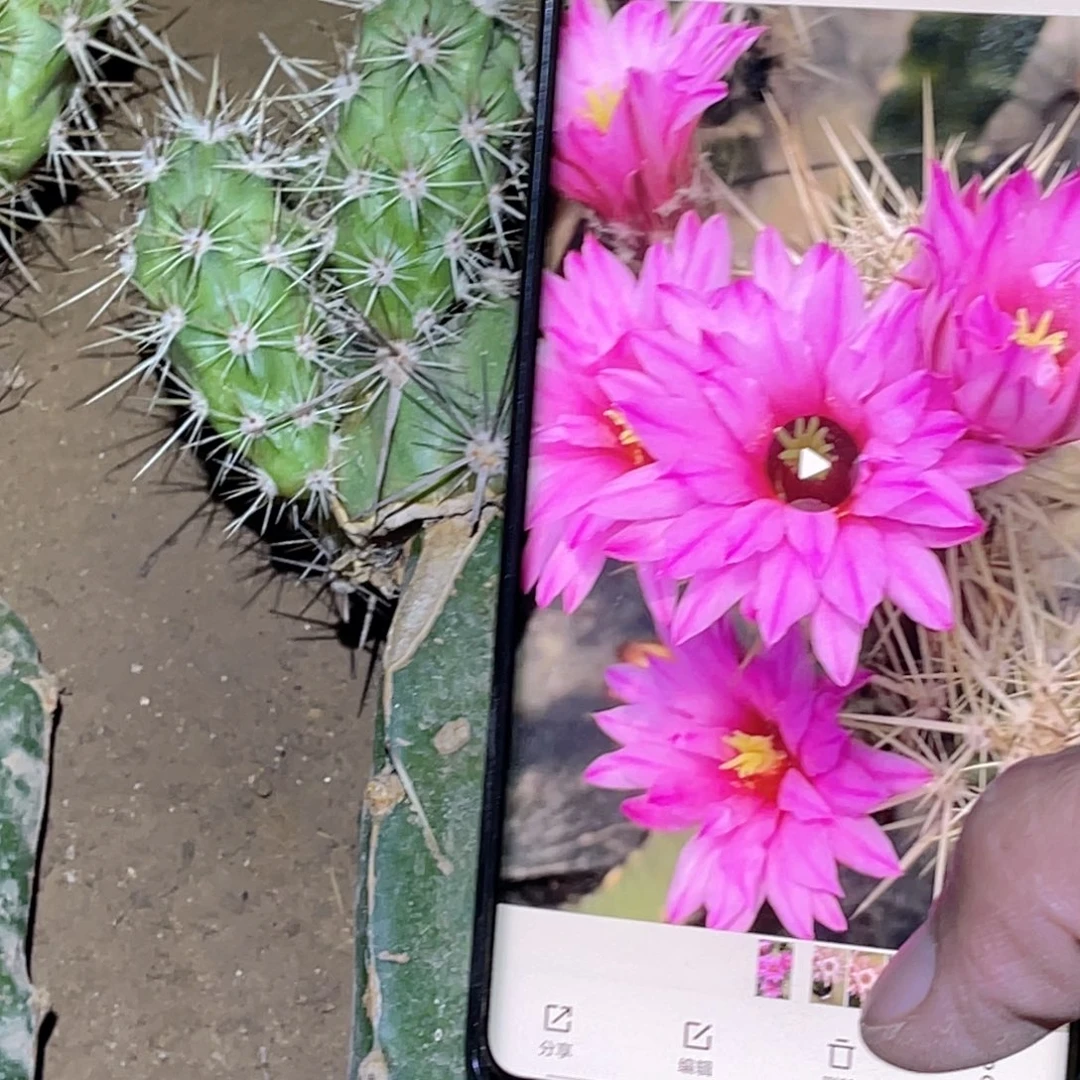 飞虎虾嫁接 无根6头 柱子10公分