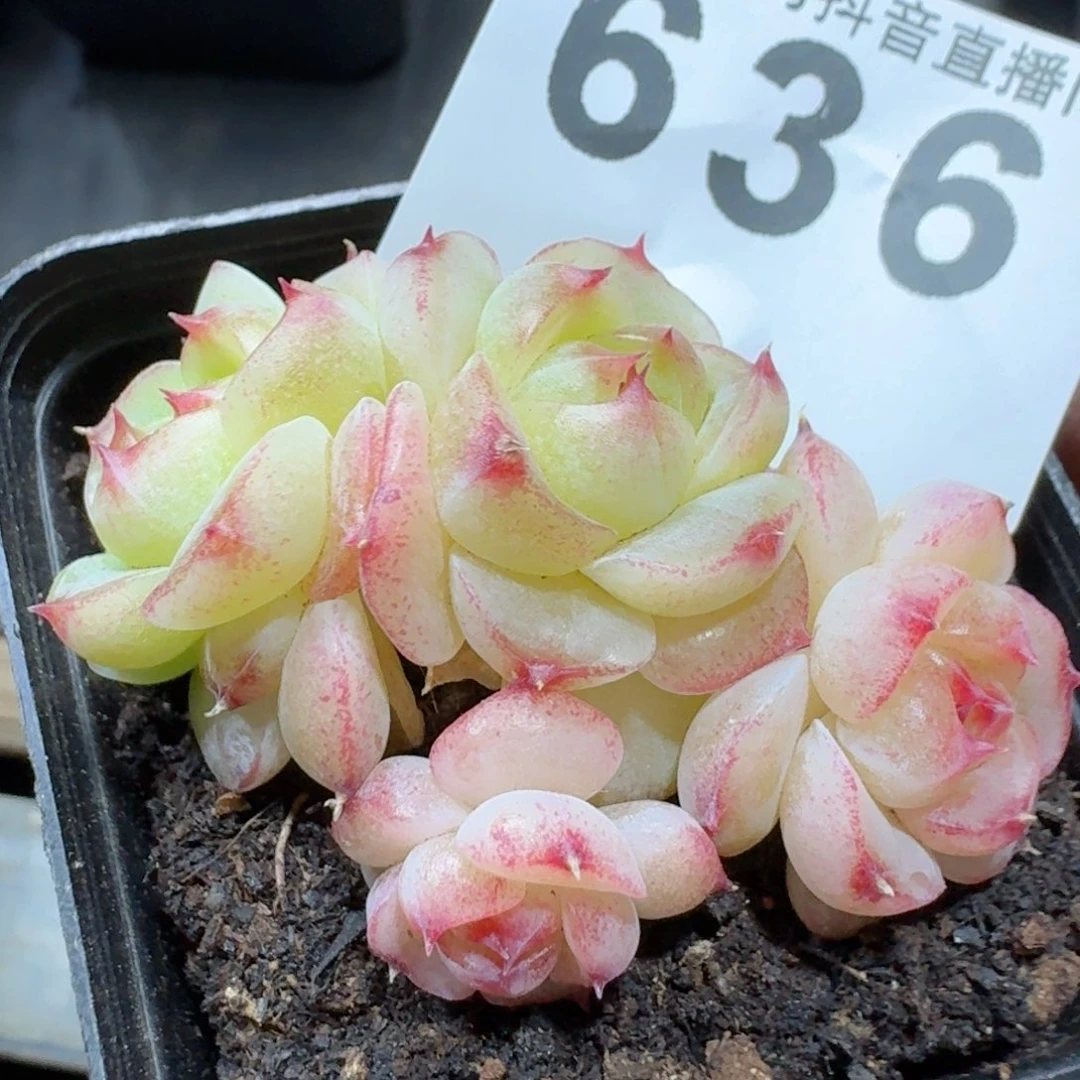 菩提珍妮群生         多肉植物