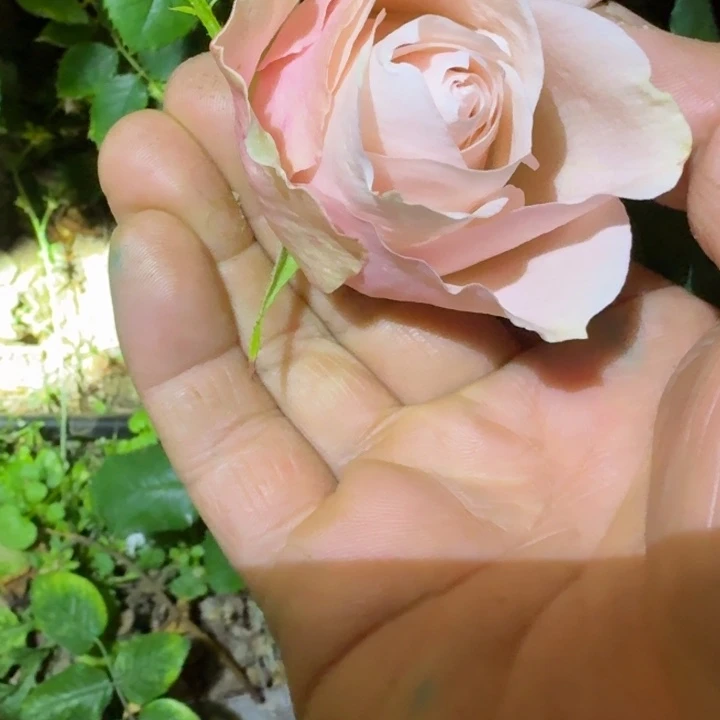 无花朵朱丽叶扦插小苗