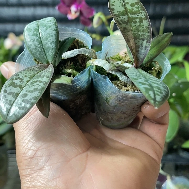 当前无花栽培后可以开花西雷利678
