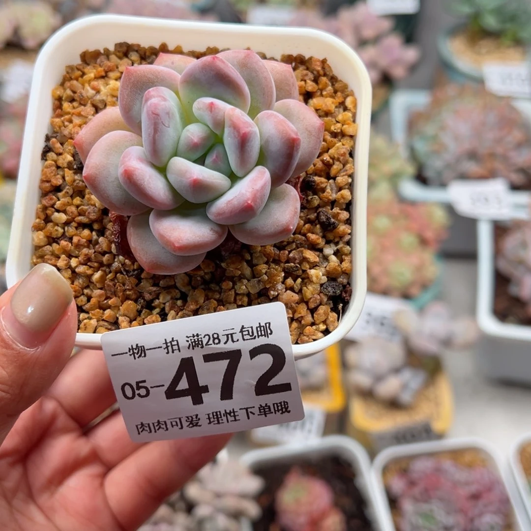 香橙多肉多肉多肉多肉