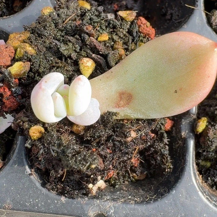 星影一物一拍好看115