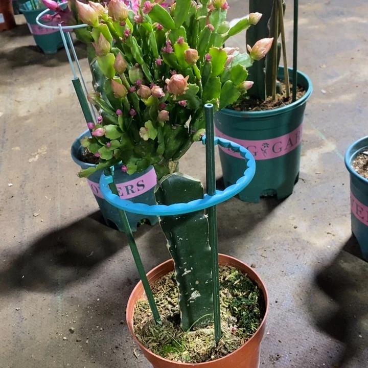 大部分花苞少量开放587嫁接028