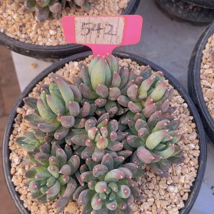 健健康康平平安安