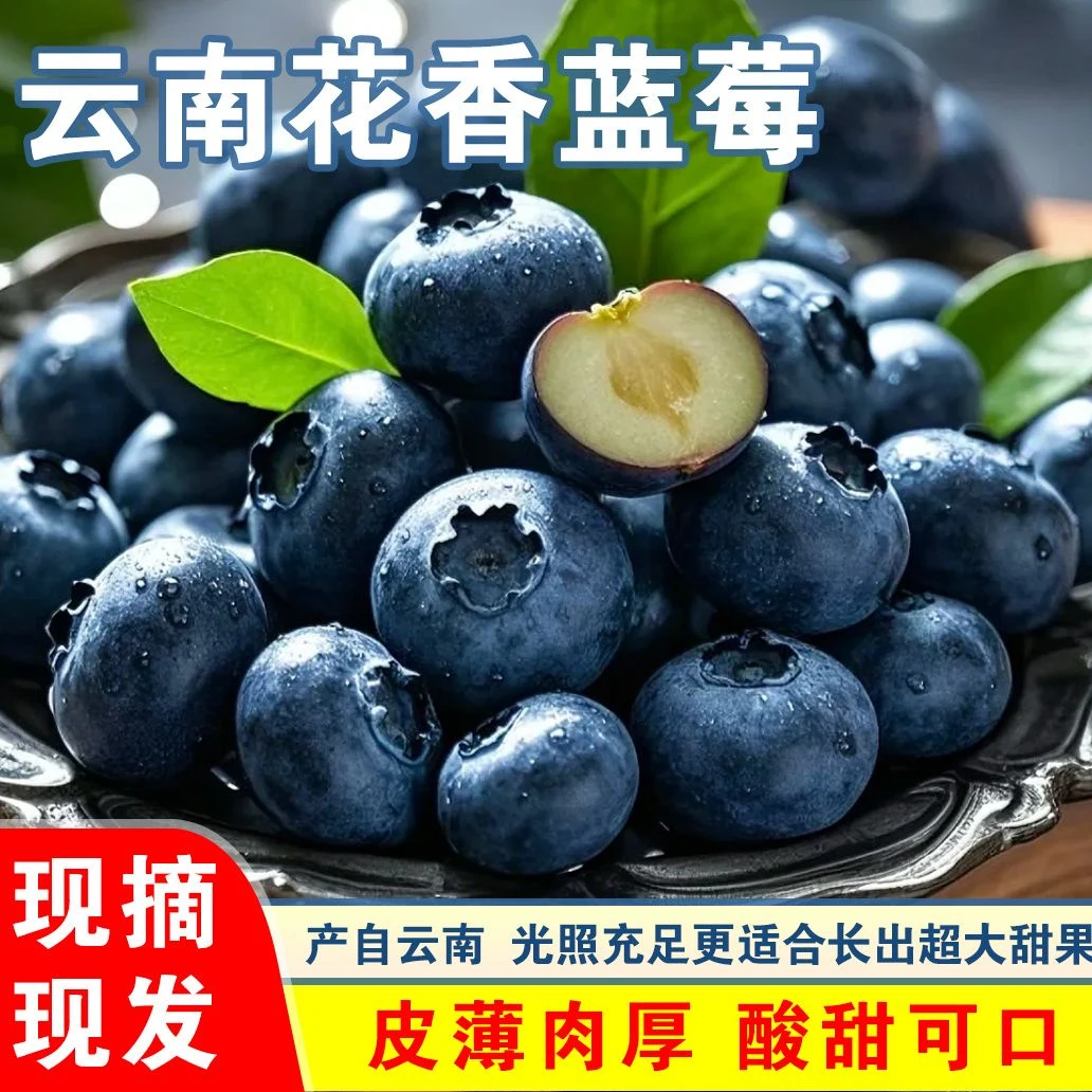 【助农补贴】云南花香蓝莓6盒产地直发溯源高山种植现摘现发