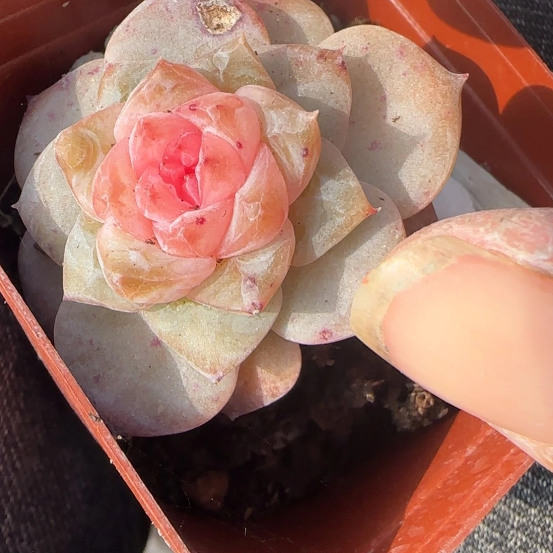 小卡拉米糖心一物一拍