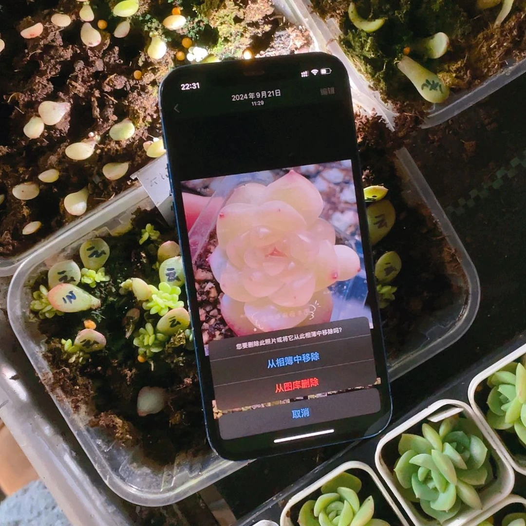 云间芝麻苗一个满25包邮