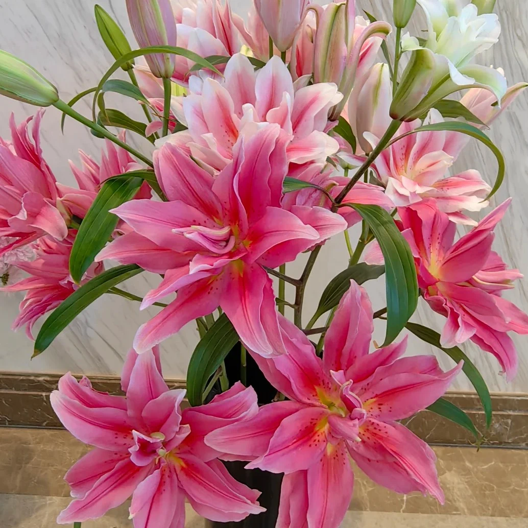 【艾琳娜】红色高品质重瓣香水百合云南鲜花基地直发日常水养年宵花