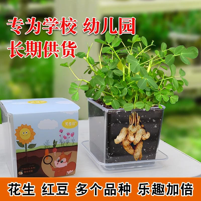 儿童种植小盆栽观察物土培花生玉米黄绿豌豆子萝卜子孑学校幼儿园