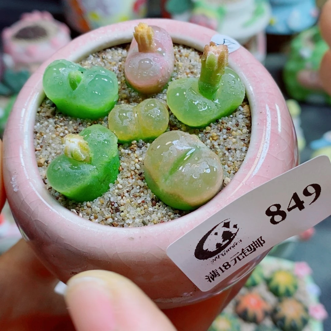 不***话生石花花花花花849