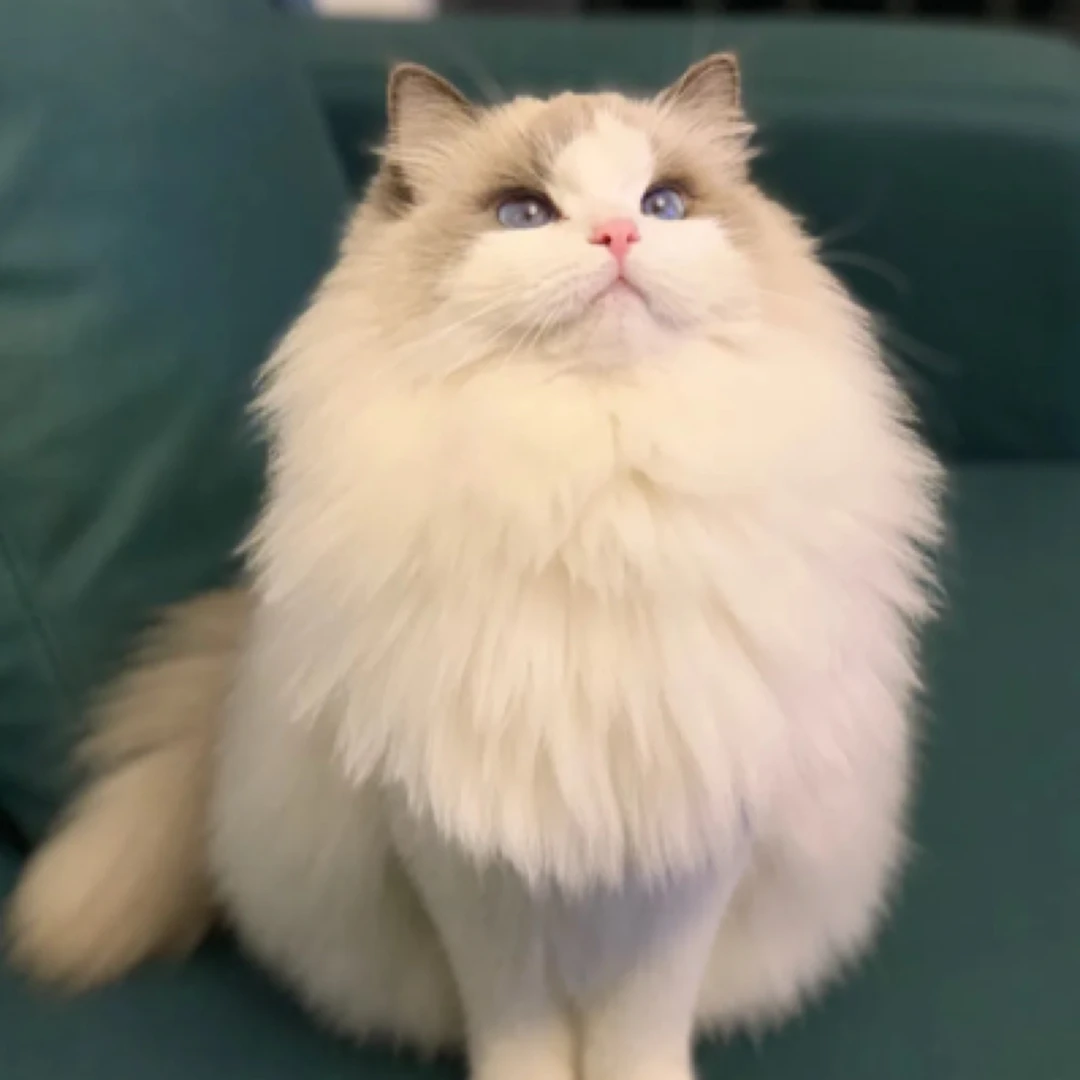 布偶金吉拉活体链接