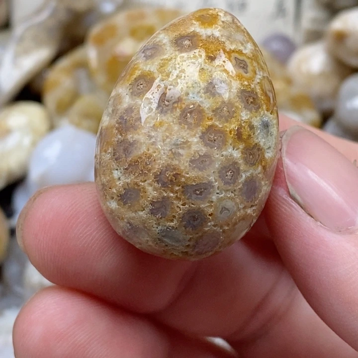 颈饰未镶嵌硅化珊瑚（珊瑚玉）有瑕