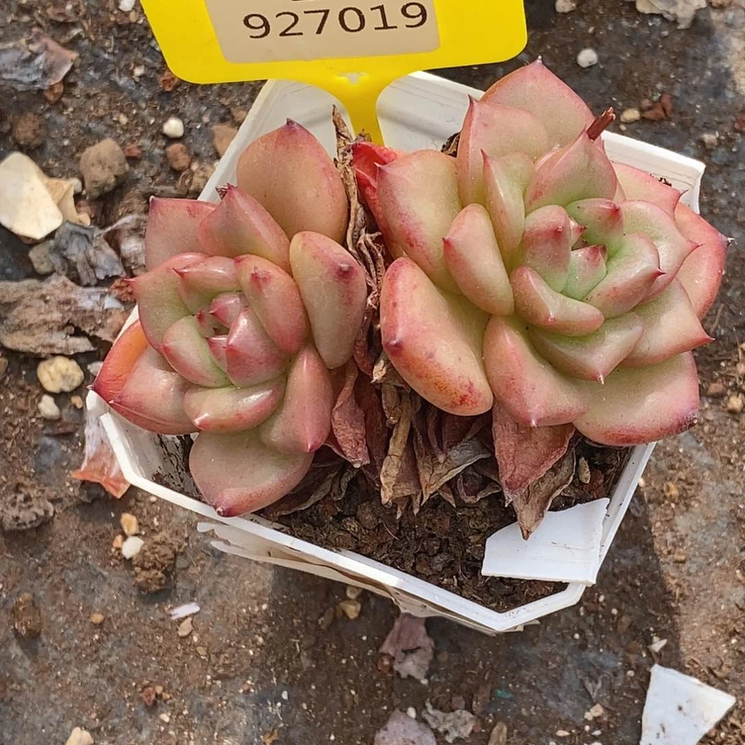 金汇园艺92701 冬云杂