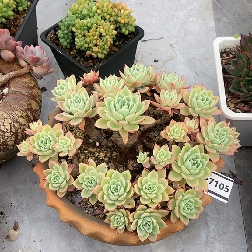 【闪购商品】三**9三色堇27105