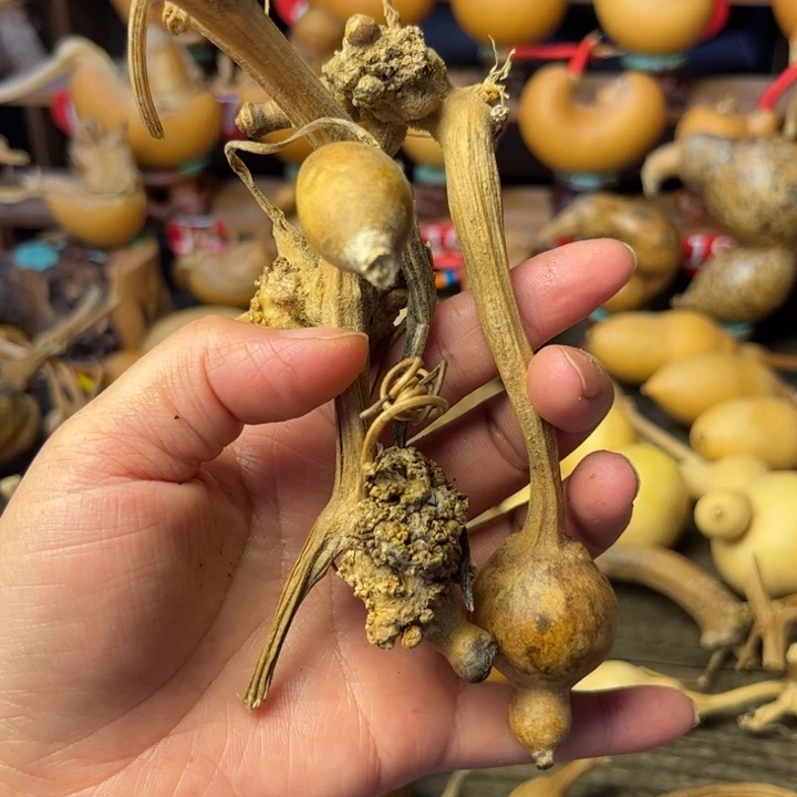 一****花皮葫芦天天开心
