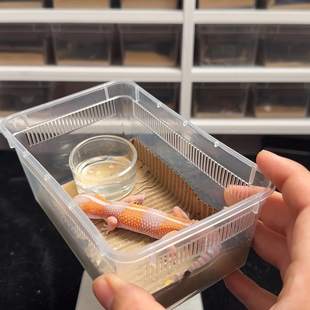 肥尾守宫玫瑰直线橘白搞起！