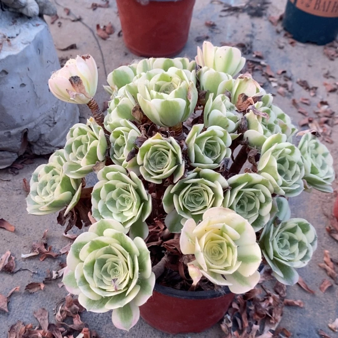 雨花石多肉植物038