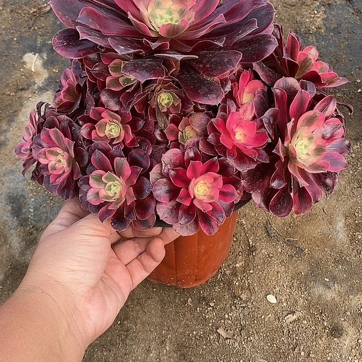 多肉植物美杜莎575多肉