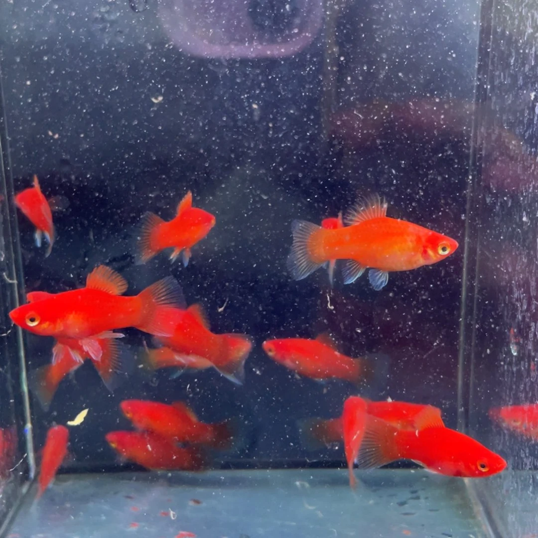 孔雀鱼红太阳10个
