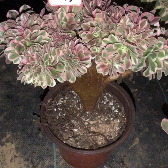 无花朵女巫缀化法师多肉植物59号