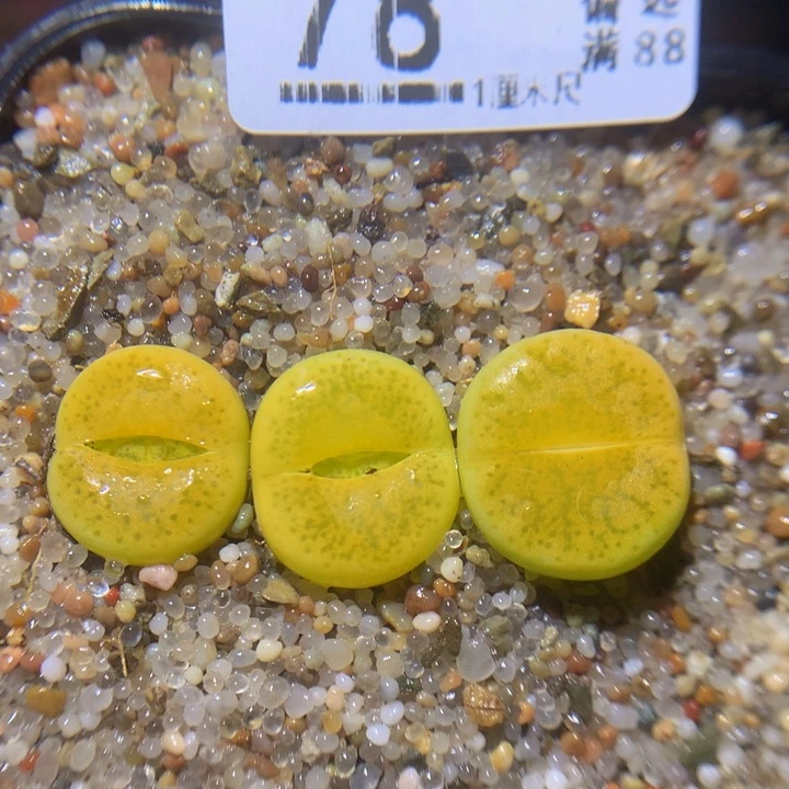 精品生石花217.78