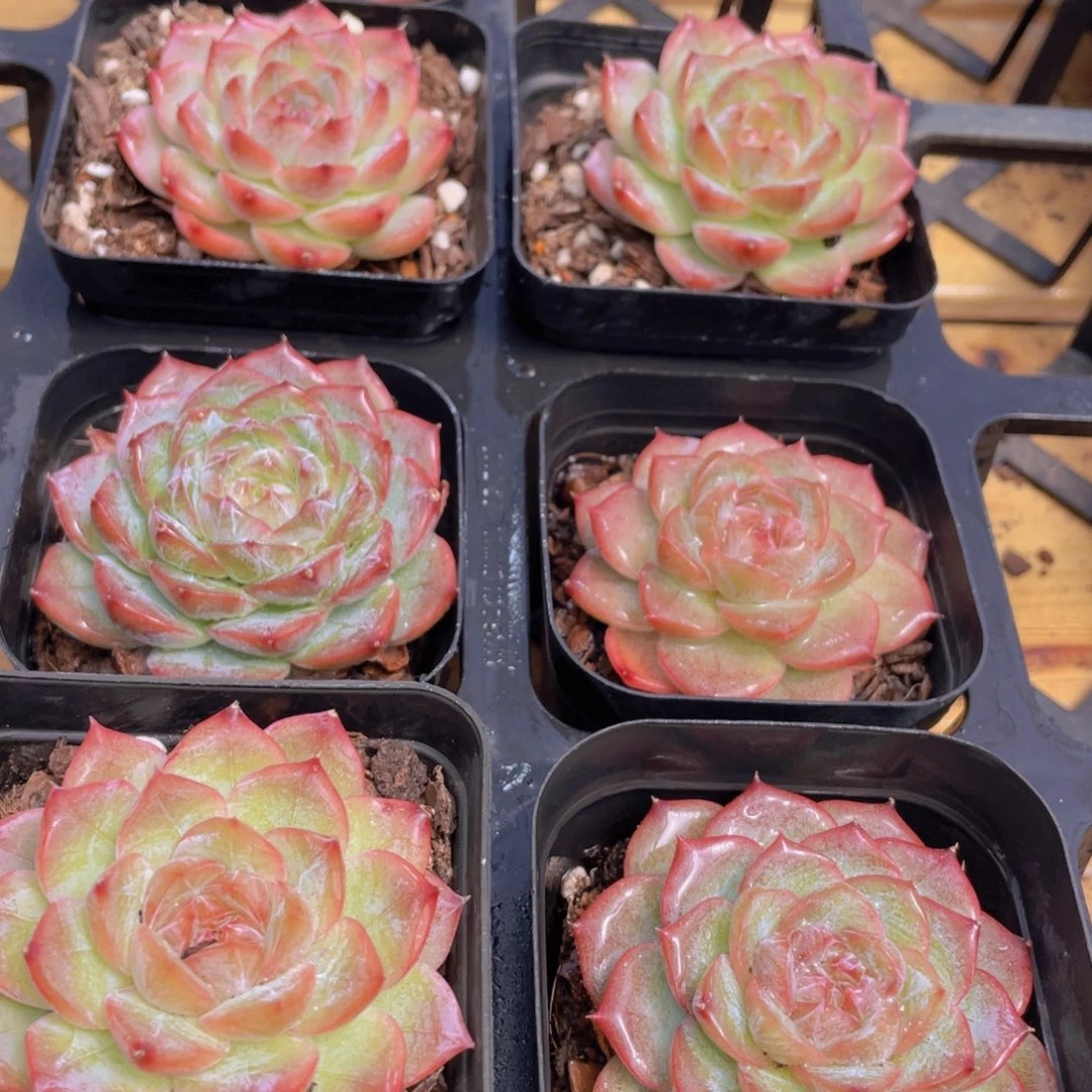 706号 玫瑰仙子单头一个