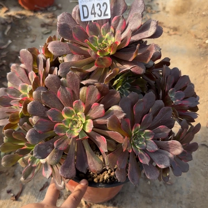 烟花……多肉植物……