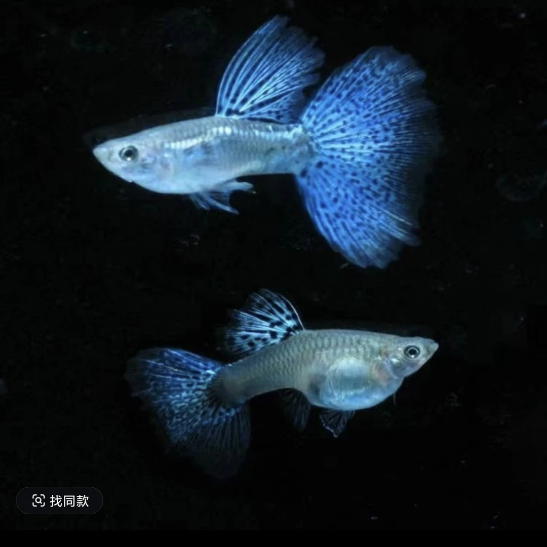 精品纯种兰草孔雀鱼小型热带观赏鱼皮实好养可繁殖新手淡水凤尾鱼