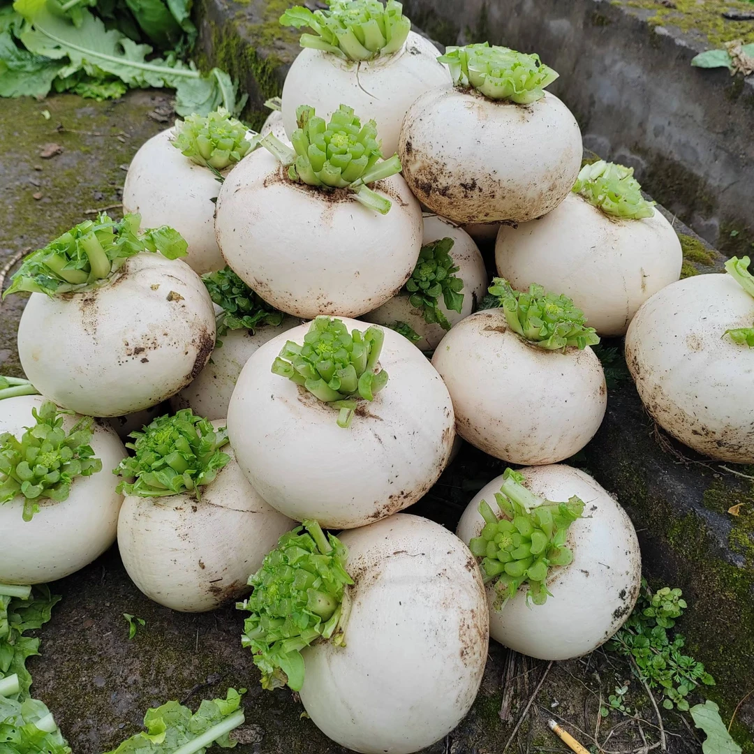 重庆赶水农家自制草蔸萝卜条香辣脆爽美食新鲜爽口开胃下饭菜