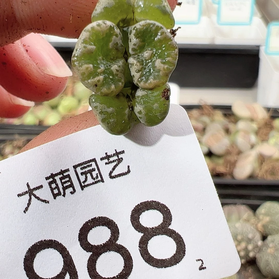 0000988 一物一拍……