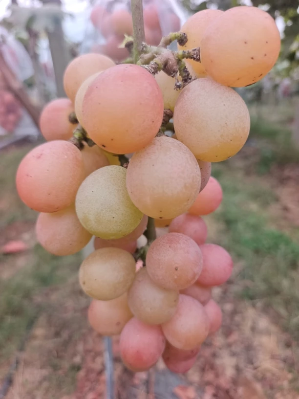 【转色失败】现摘妮娜皇后头茬新鲜粉色葡萄提子纯甜果园直发