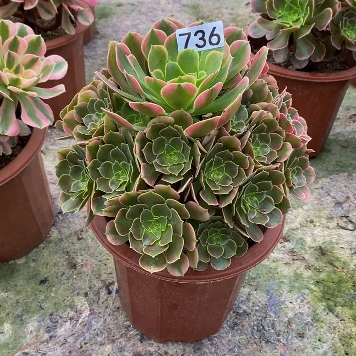 红*柚香妃多肉植物736