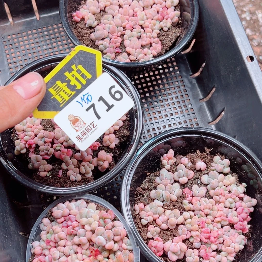 多肉植物多肉植物