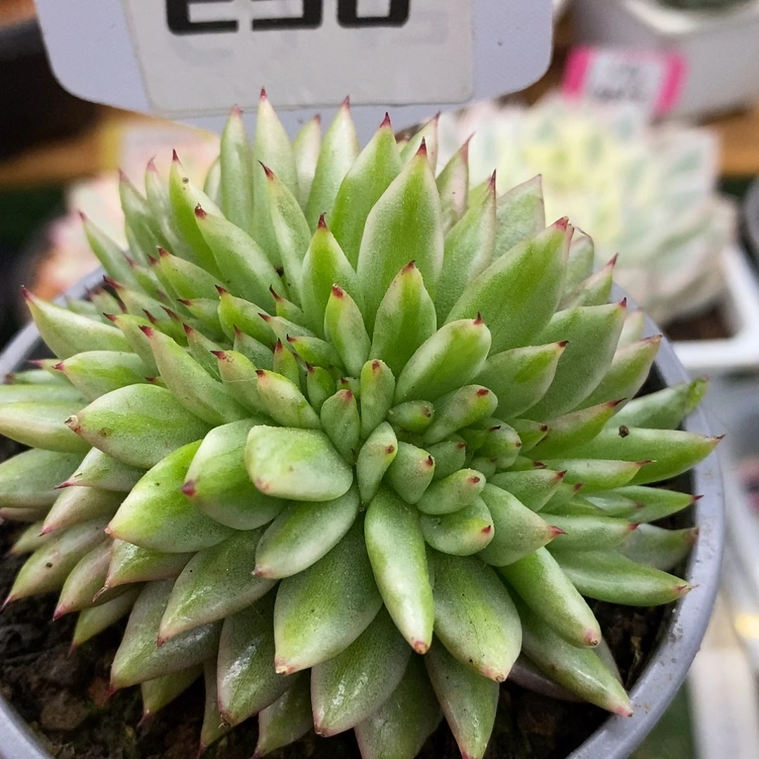 258缀化哈哈哈哈哈哈哈哈