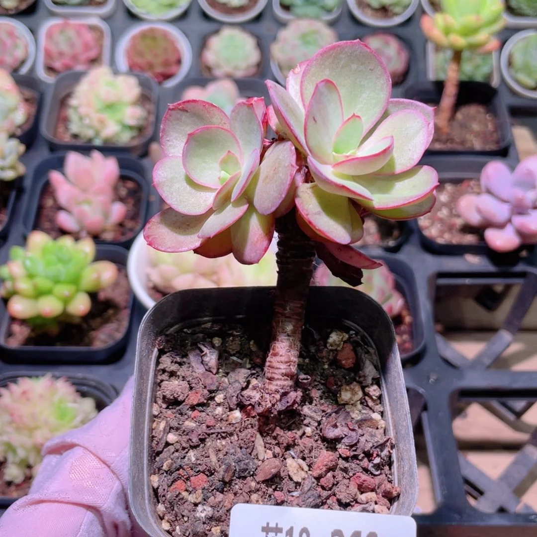 花利美18-268秀妍