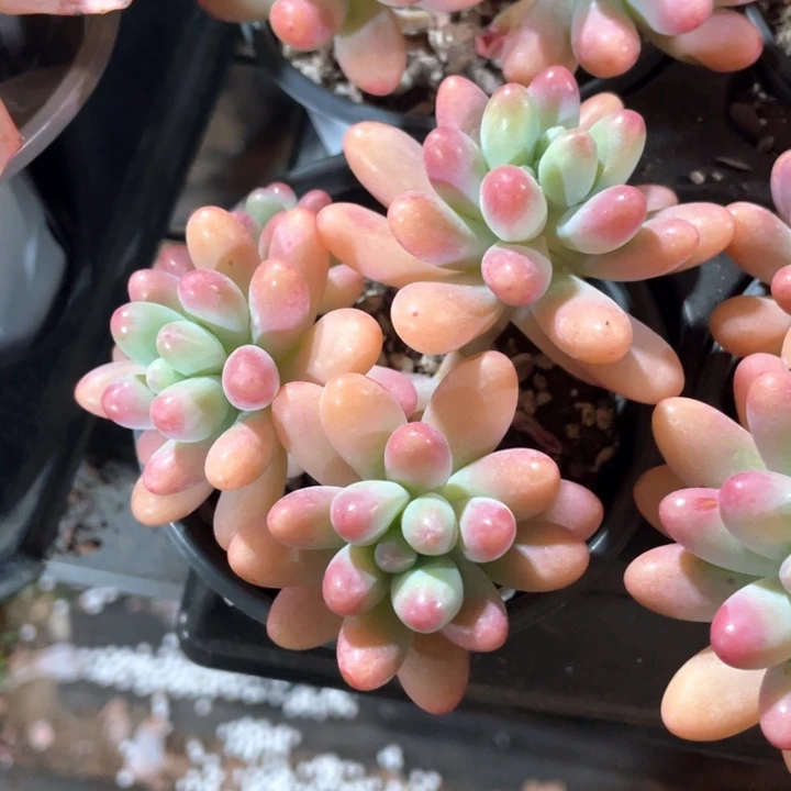 胖大星18.8一盆888888888