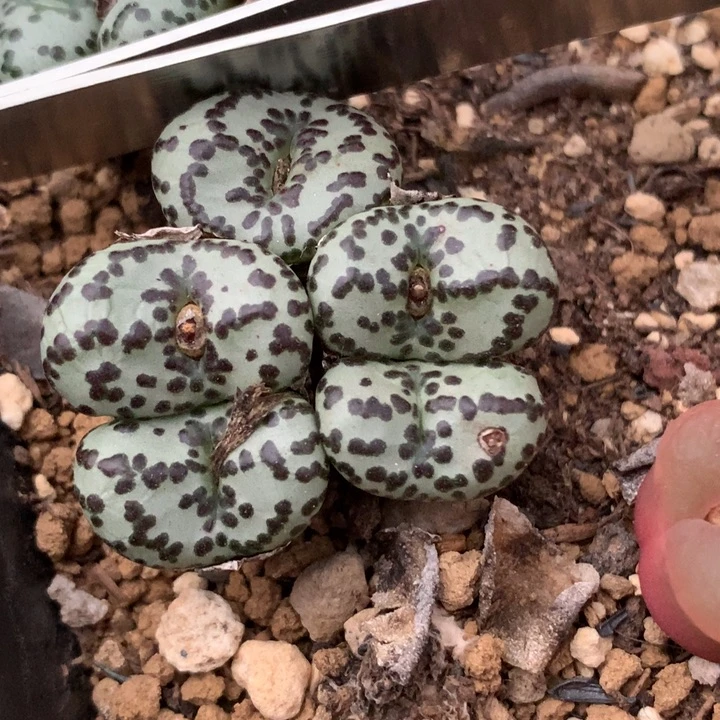 精品多肉植物大黑点安贞