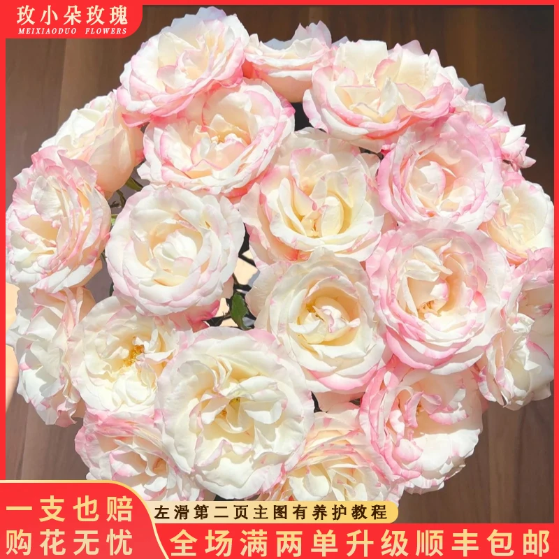 【北方玫小朵玫瑰&霓裳】花期持久 产地直发 一单韵达两单顺丰包邮