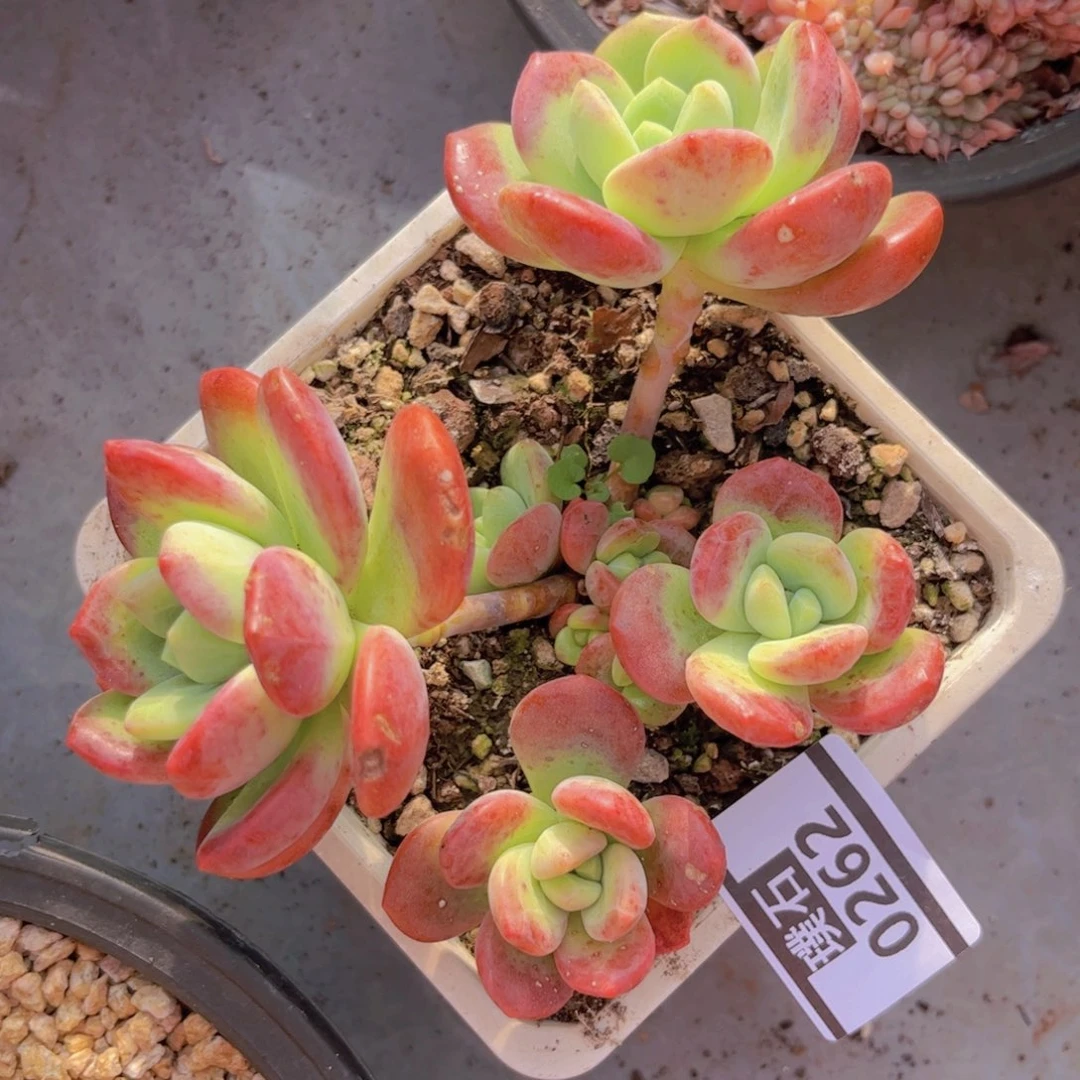 拉萨0262多肉植物