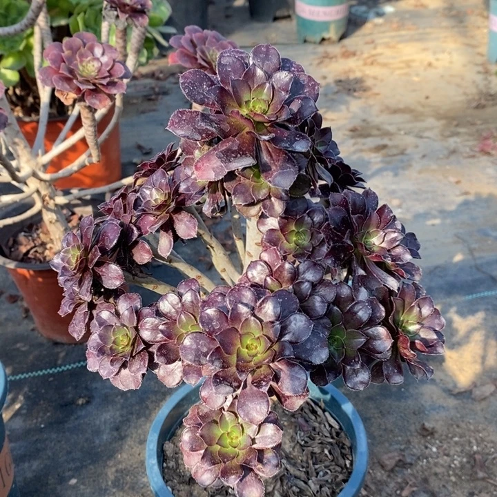 黑法多肉植物37。