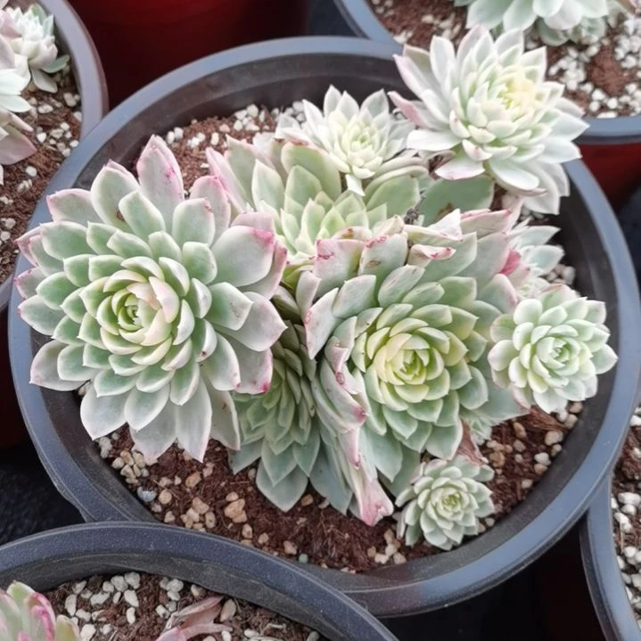 沙漠玫瑰白覆轮锦群刚长毛根